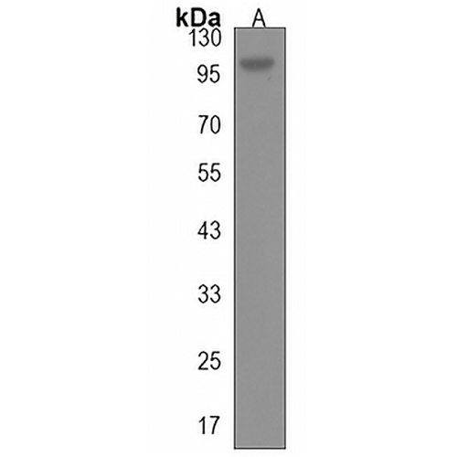 GANC Rabbit Polyclonal Antibody