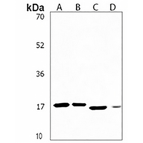 PPIAL4A Rabbit Polyclonal Antibody