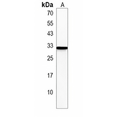 PABPC1L2B Rabbit Polyclonal Antibody