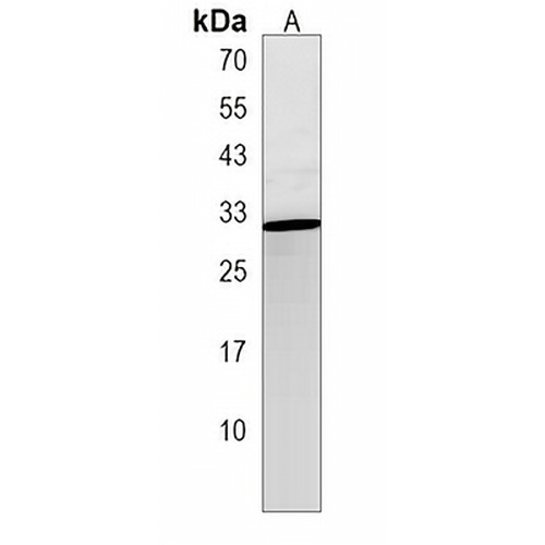 RAB4B Rabbit Polyclonal Antibody
