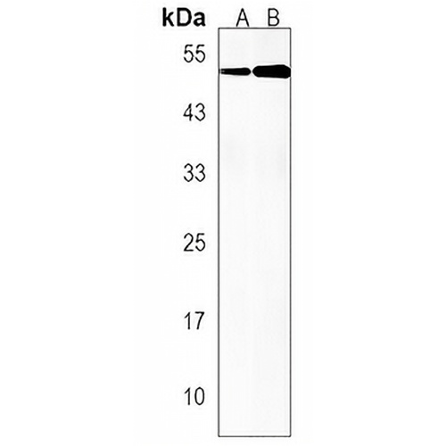CDC42EP1 Rabbit Polyclonal Antibody
