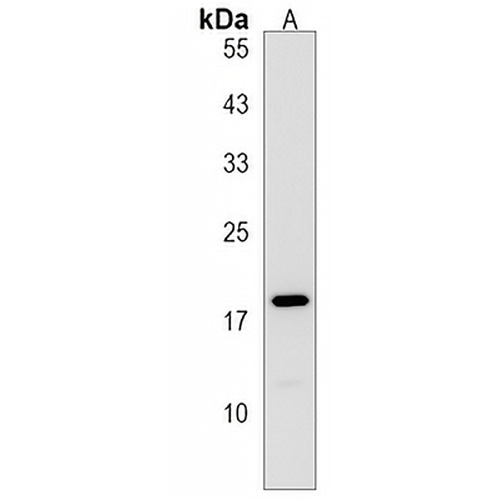 RPS17L Rabbit Polyclonal Antibody