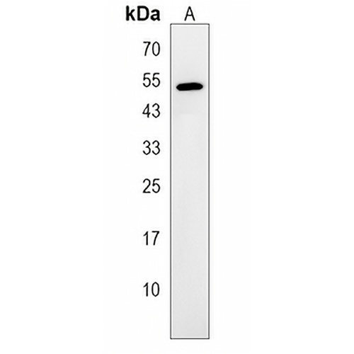 ZNF736 Rabbit Polyclonal Antibody