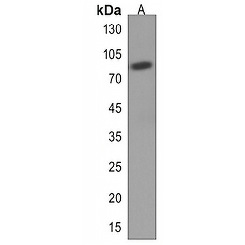 EPB41L5 Rabbit Polyclonal Antibody