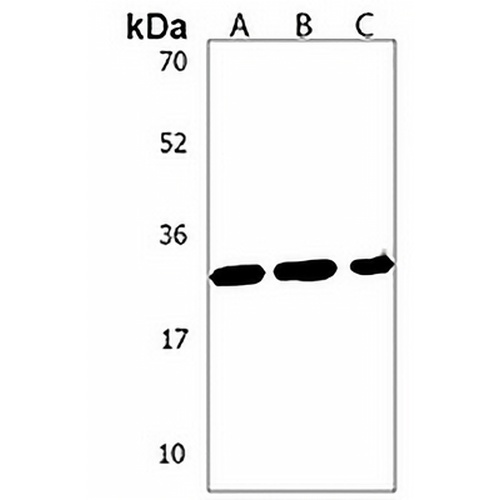 MSX1 Rabbit Polyclonal Antibody