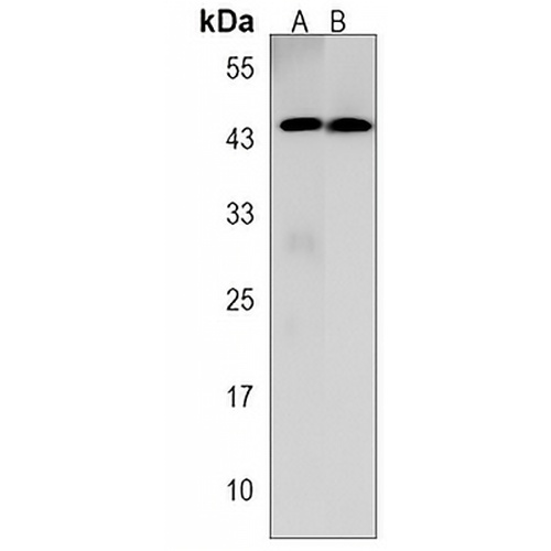 SLC30A10 Rabbit Polyclonal Antibody