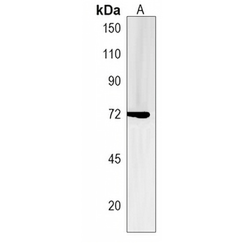 ZNF251 Rabbit Polyclonal Antibody