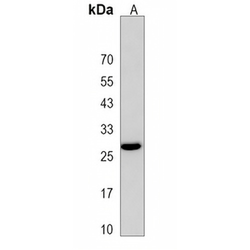 PEBP4 Rabbit Polyclonal Antibody