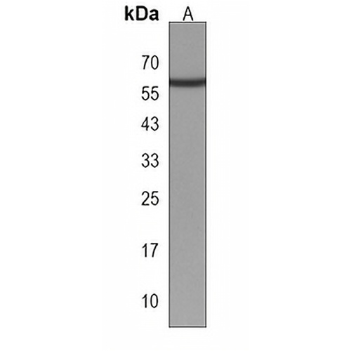 ZNF410 Rabbit Polyclonal Antibody