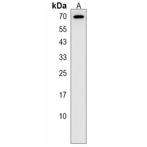 PRR14 Rabbit Polyclonal Antibody