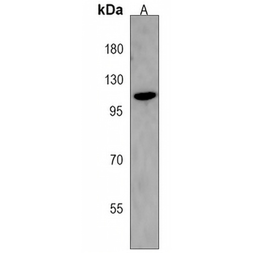 STARD13 Rabbit Polyclonal Antibody