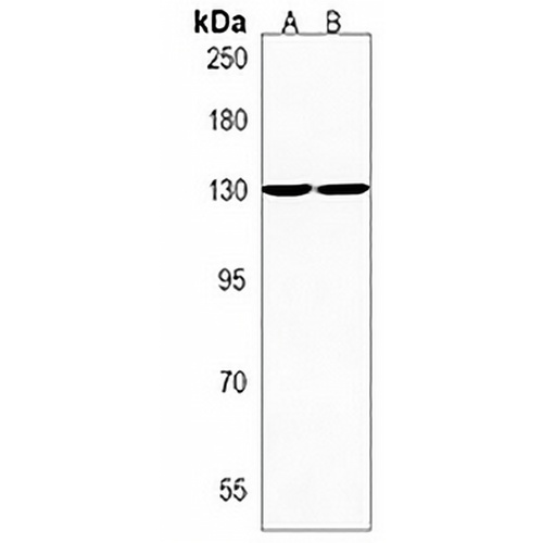 PC1 Rabbit Polyclonal Antibody