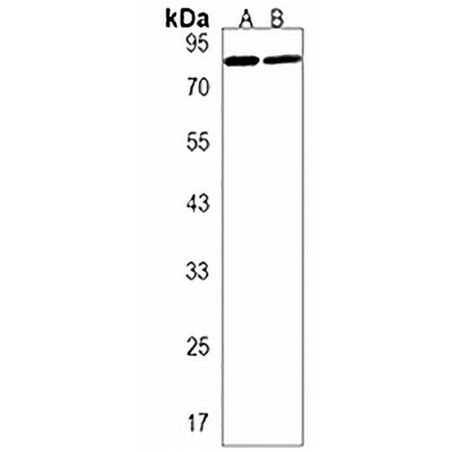 LEO1 Rabbit Polyclonal Antibody