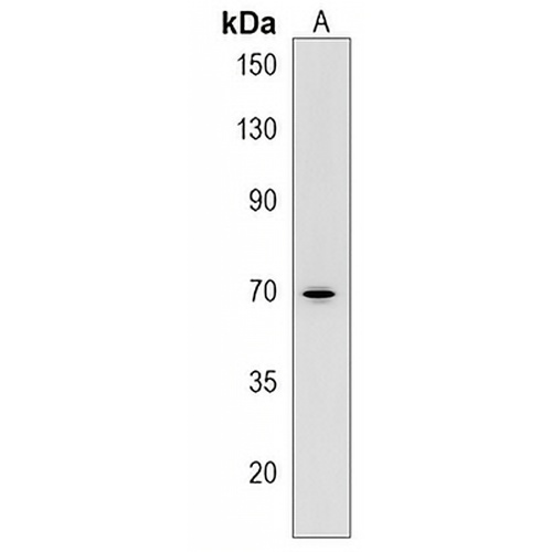 ZNF219 Rabbit Polyclonal Antibody