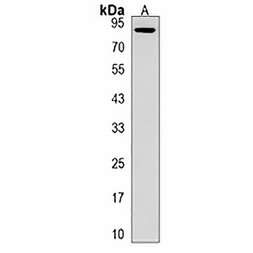 KIRREL Rabbit Polyclonal Antibody