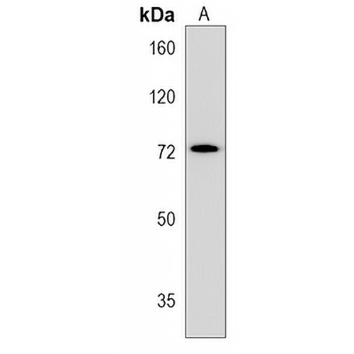 Kv1.4 Rabbit Polyclonal Antibody