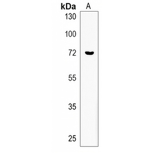 ZNF93 Rabbit Polyclonal Antibody