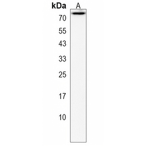Collagen 9 alpha 3 Rabbit Polyclonal Antibody