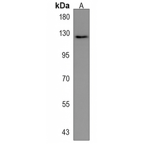 Shugoshin 2 Rabbit Polyclonal Antibody