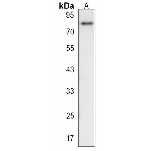 FCHSD2 Rabbit Polyclonal Antibody