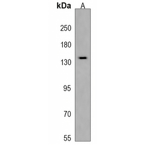 ATP8B3 Rabbit Polyclonal Antibody