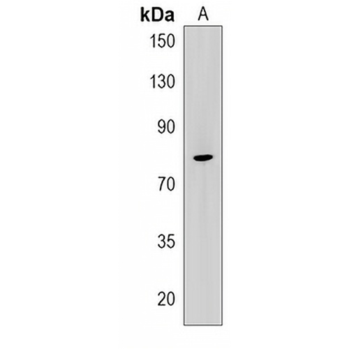 LRCH1 Rabbit Polyclonal Antibody