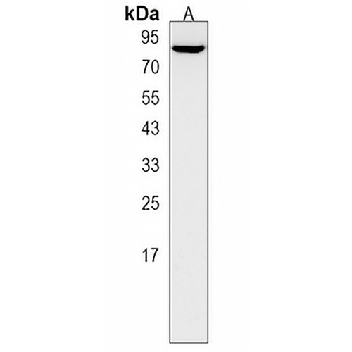 GATAD2A Rabbit Polyclonal Antibody