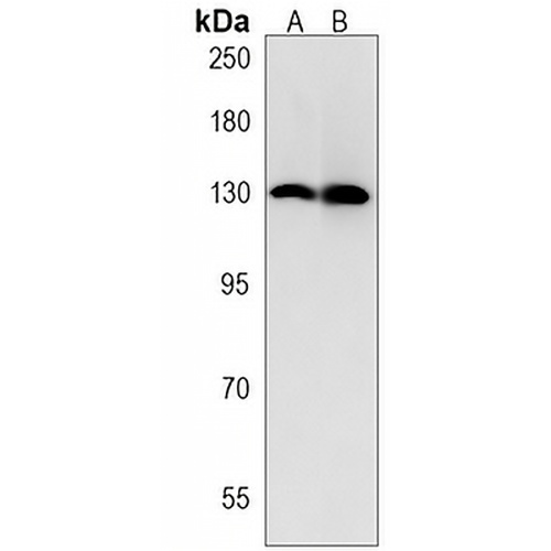 MCM9 Rabbit Polyclonal Antibody