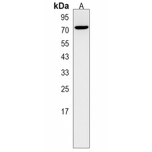 TAF1B Rabbit Polyclonal Antibody