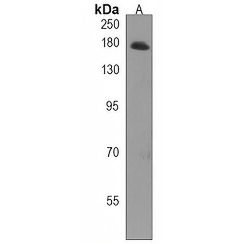 MAST1 Rabbit Polyclonal Antibody