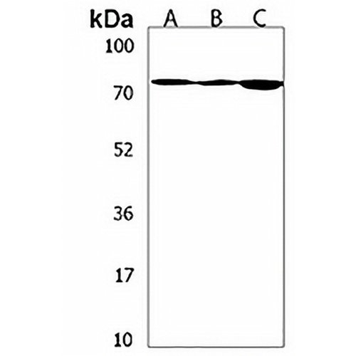 NAALAD2 Rabbit Polyclonal Antibody
