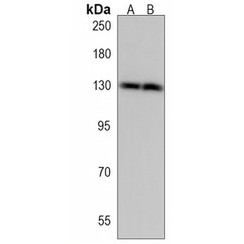 SGSM1 Rabbit Polyclonal Antibody