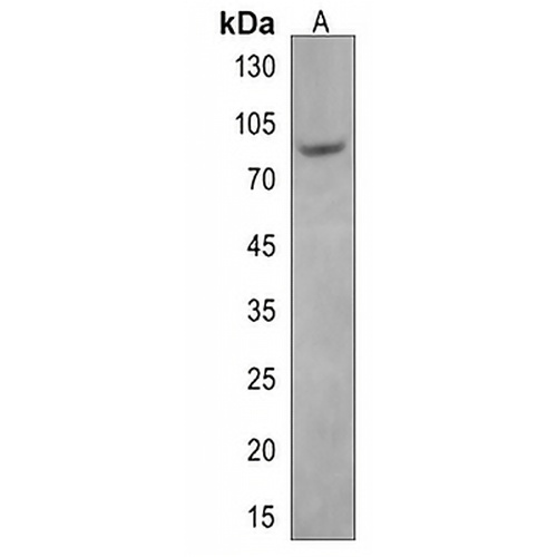 ZNF12 Rabbit Polyclonal Antibody