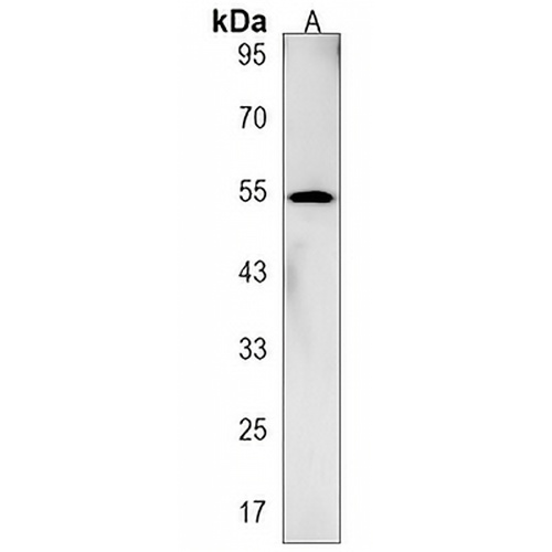 GOLGA6L2 Rabbit Polyclonal Antibody