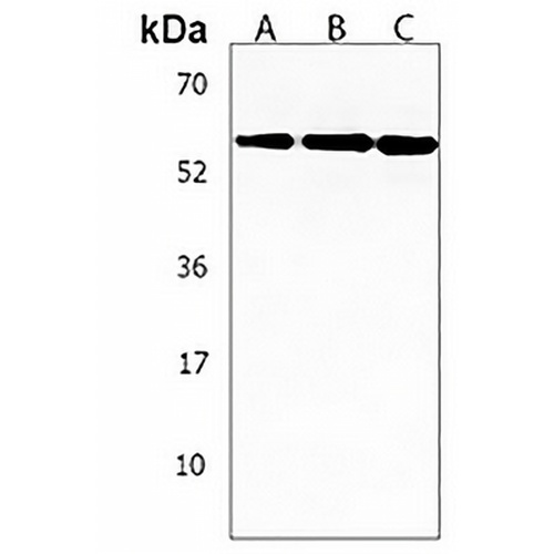 C16orf71 Rabbit Polyclonal Antibody