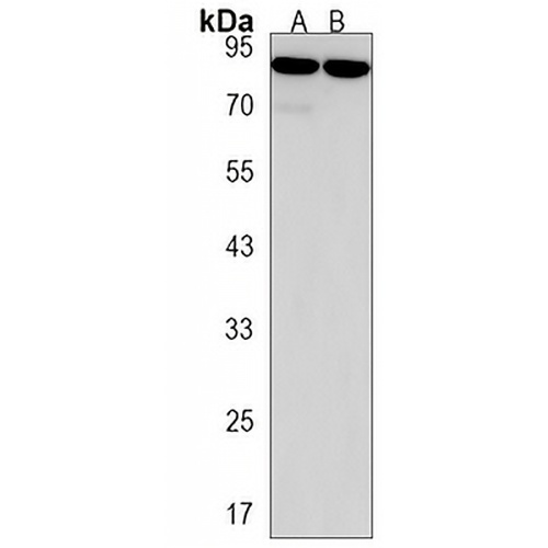 Semaphorin 6B Rabbit Polyclonal Antibody