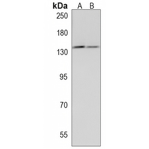 DHX9 Rabbit Polyclonal Antibody