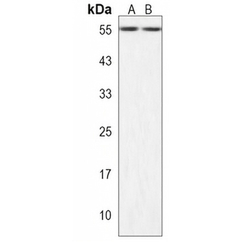 ZSCAN32 Rabbit Polyclonal Antibody