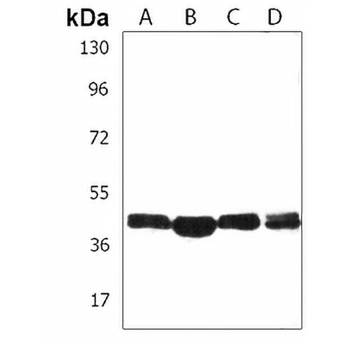 CD85e Rabbit Polyclonal Antibody