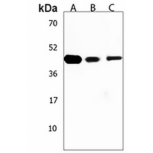 CBWD1 Rabbit Polyclonal Antibody