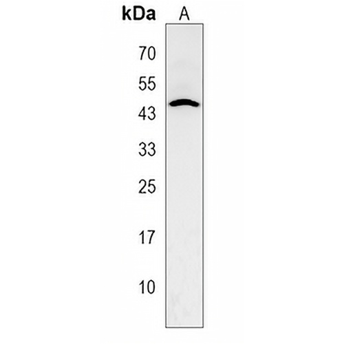 AP2 delta Rabbit Polyclonal Antibody
