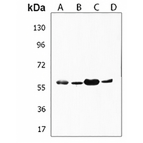 NPIPB15 Rabbit Polyclonal Antibody