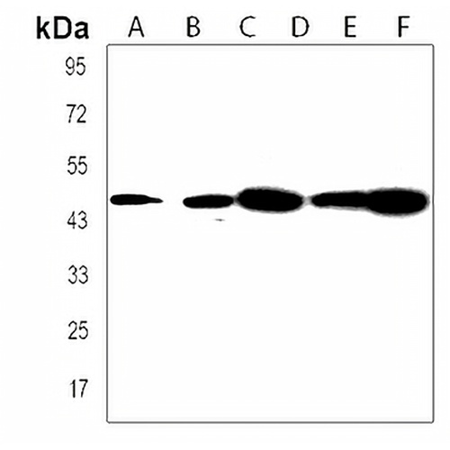 CCDC89 Rabbit Polyclonal Antibody
