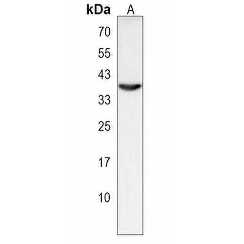 OR1L3 Rabbit Polyclonal Antibody
