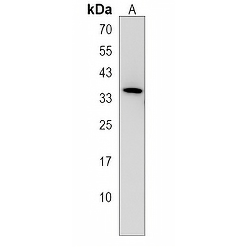 STX1B Rabbit Polyclonal Antibody