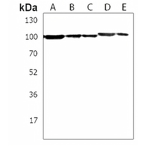ZNF175 Rabbit Polyclonal Antibody
