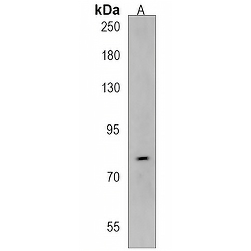 AGAP8 Rabbit Polyclonal Antibody