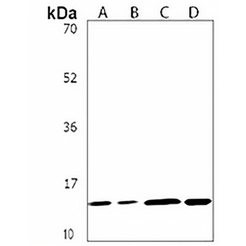 NDUFB4 Rabbit Polyclonal Antibody