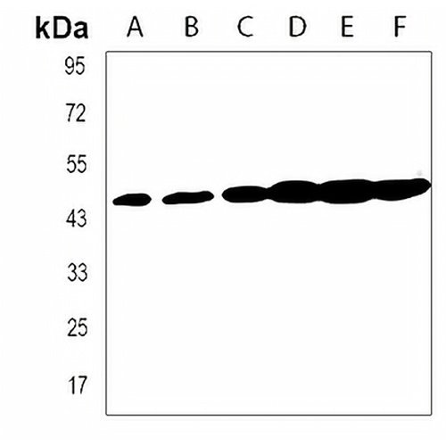 GDF11 Rabbit Polyclonal Antibody