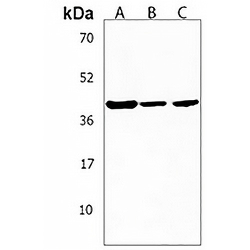 RAD9B Rabbit Polyclonal Antibody